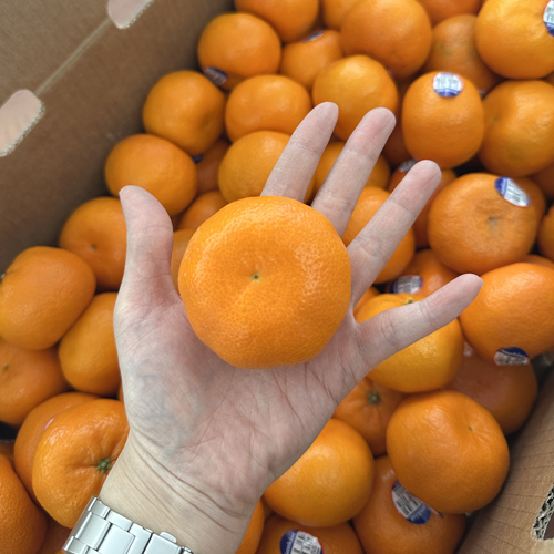 만다린 귤_미국 타이백 귤_14브릭스_3kg, 4.5kg