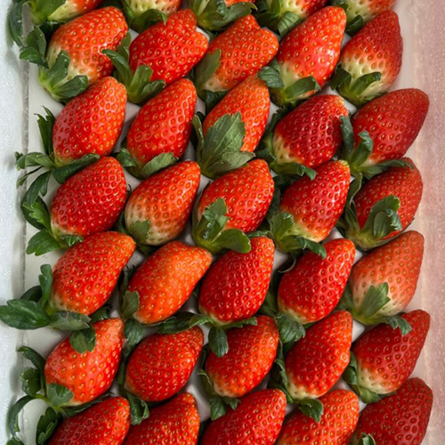 논산 금실딸기 친환경 스마트팜 생산 1kg (상) 42과